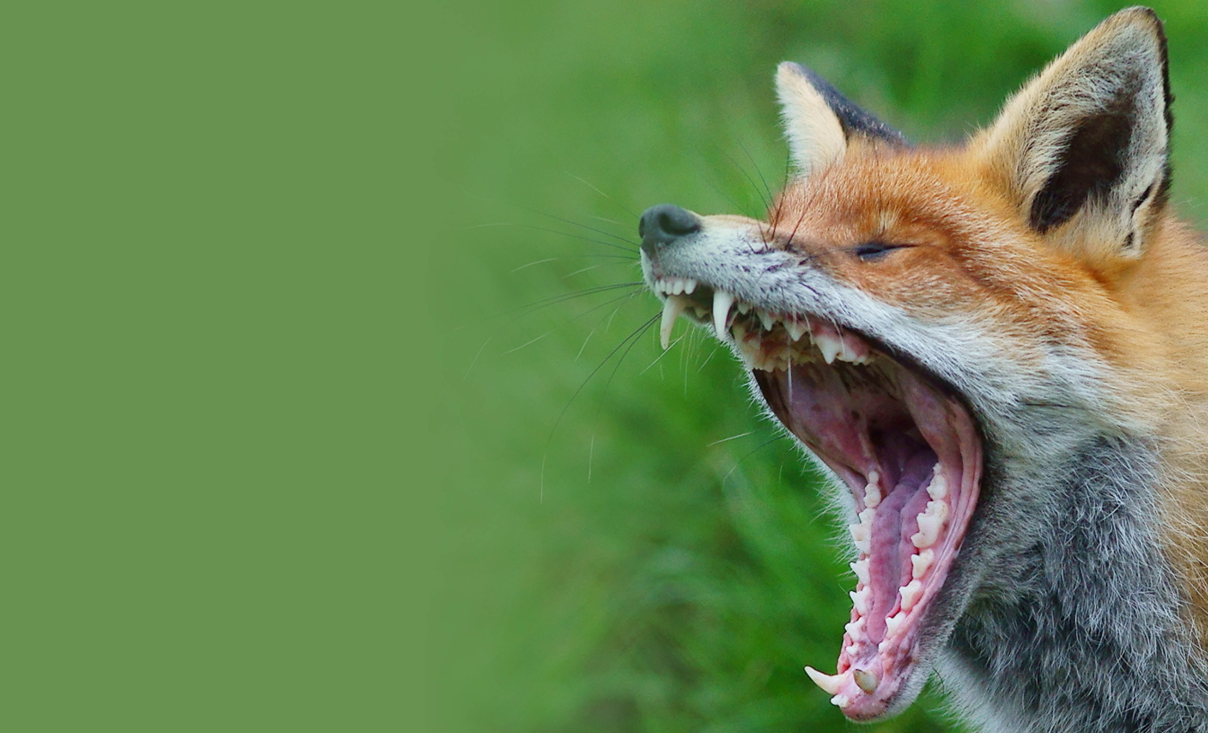 FOX YAWNING